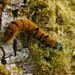 A fuzzy orange caterpillar by midge