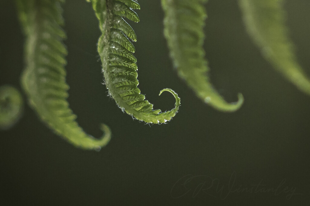 Seahorse Tail by kipper1951