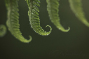 5th Oct 2021 - Seahorse Tail