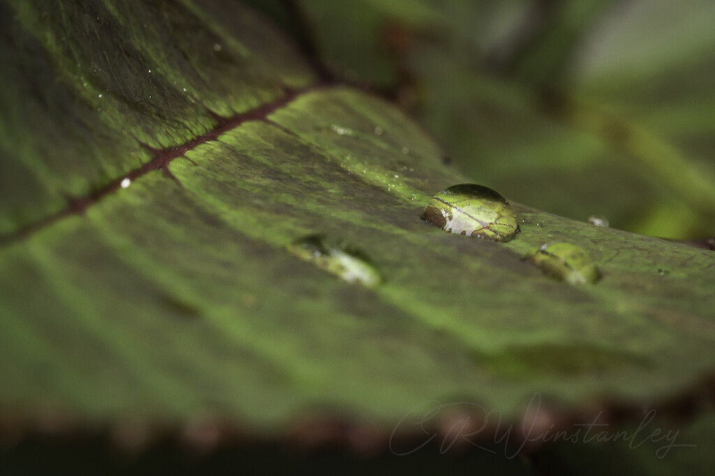 Droplet by kipper1951