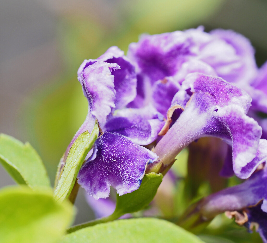 Purple flowers by ianjb21