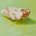 Tiny Bug. by ianjb21