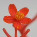 Red Flower by ianjb21