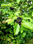 5th Oct 2021 - Autumn berries 5: Buckthorn