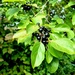Autumn berries 5: Buckthorn by julienne1