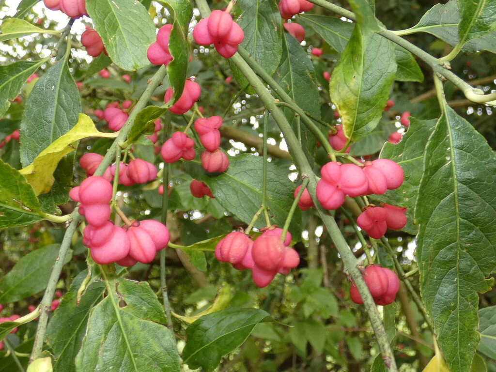 Autumn berries 6: Spindle berries by julienne1