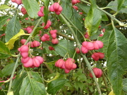 6th Oct 2021 - Autumn berries 6: Spindle berries