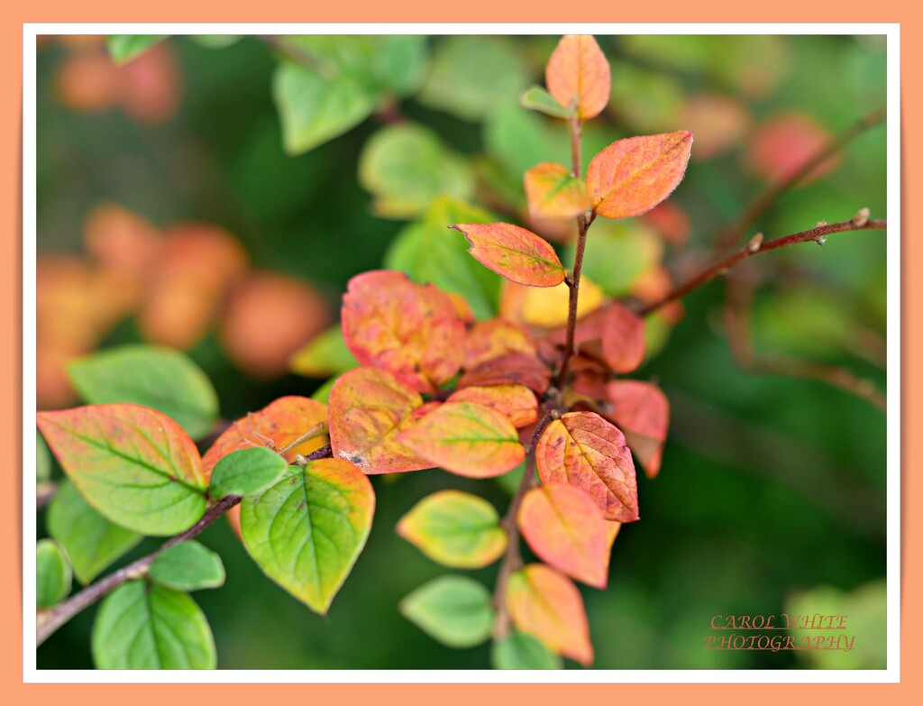 Cotoneaster Leaves by carolmw