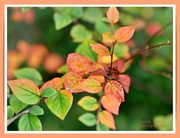 10th Oct 2021 - Cotoneaster Leaves