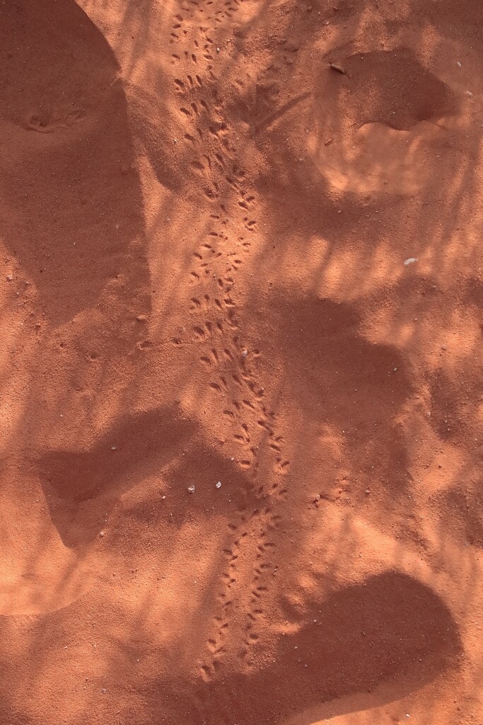 Lizard tracks? by blueberry1222