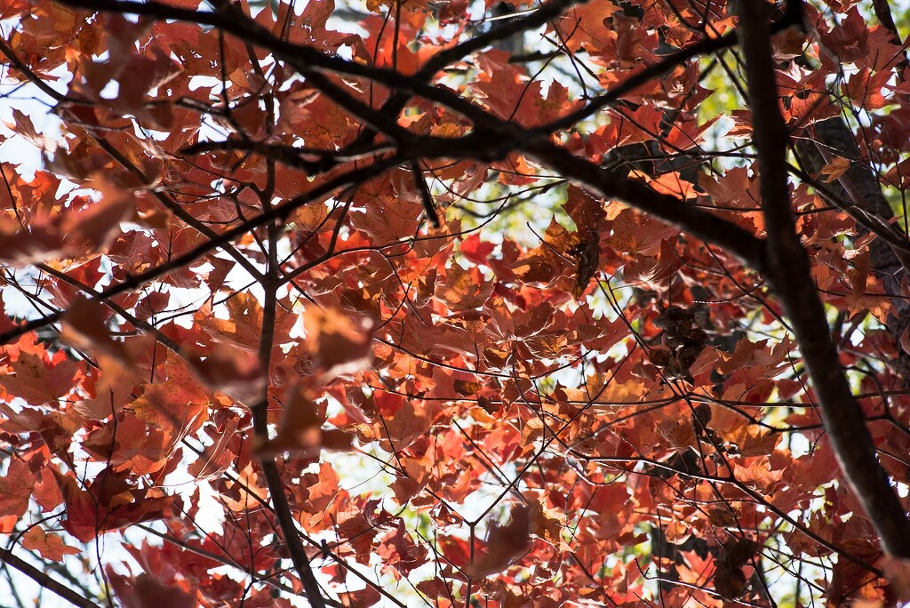 A canopy in reds by dawnbjohnson2