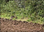 10th Oct 2021 - Eating side by side