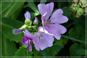 9th Oct 2021 - Mallow in October