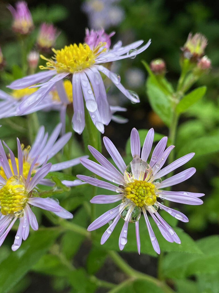 Asters after the rain by 365projectmaxine