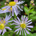 Asters after the rain by 365projectmaxine
