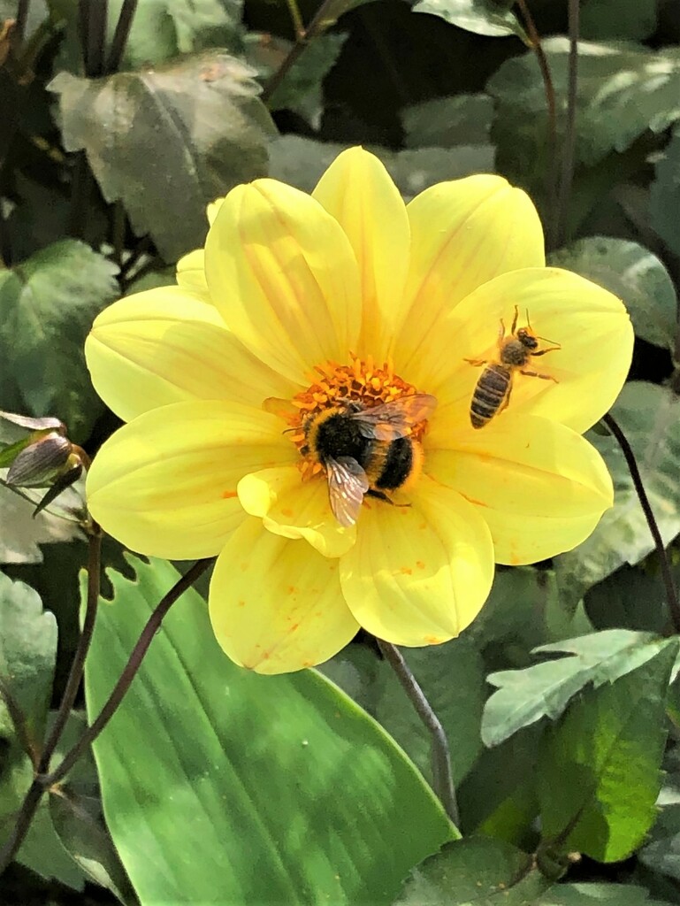  Bees on Dahlia  by susiemc
