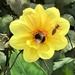  Bees on Dahlia  by susiemc