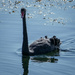 black swan serendipity by cam365pix