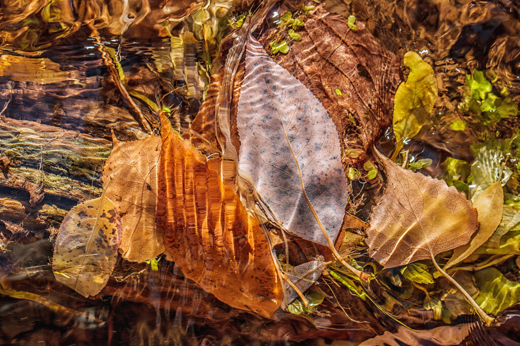 ripples and leaves by aecasey