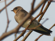 10th Oct 2021 - Northern rough-winged swallow 