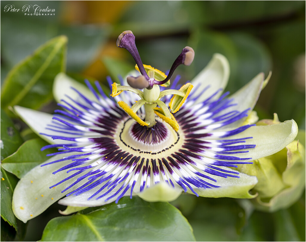 Passion Flower by pcoulson