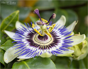 10th Oct 2021 - Passion Flower