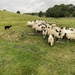 Sheepdog Trials by 365projectorglisa