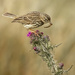 Meadow Pipit with lunch