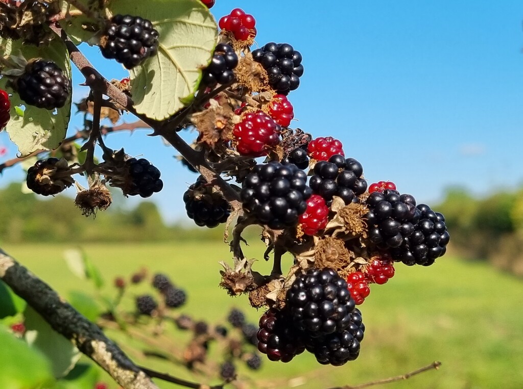 Autumn berries 7: Blackberries by julienne1
