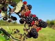 7th Oct 2021 - Autumn berries 7: Blackberries