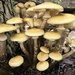 honey mushroom  by annymalla