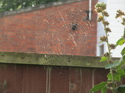 4th Oct 2021 - Those spiders will use any structure