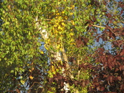 5th Oct 2021 - A hint of autumn