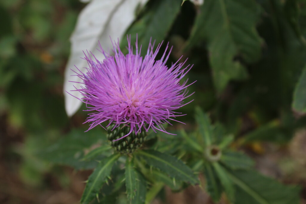 Thistle by mcsiegle