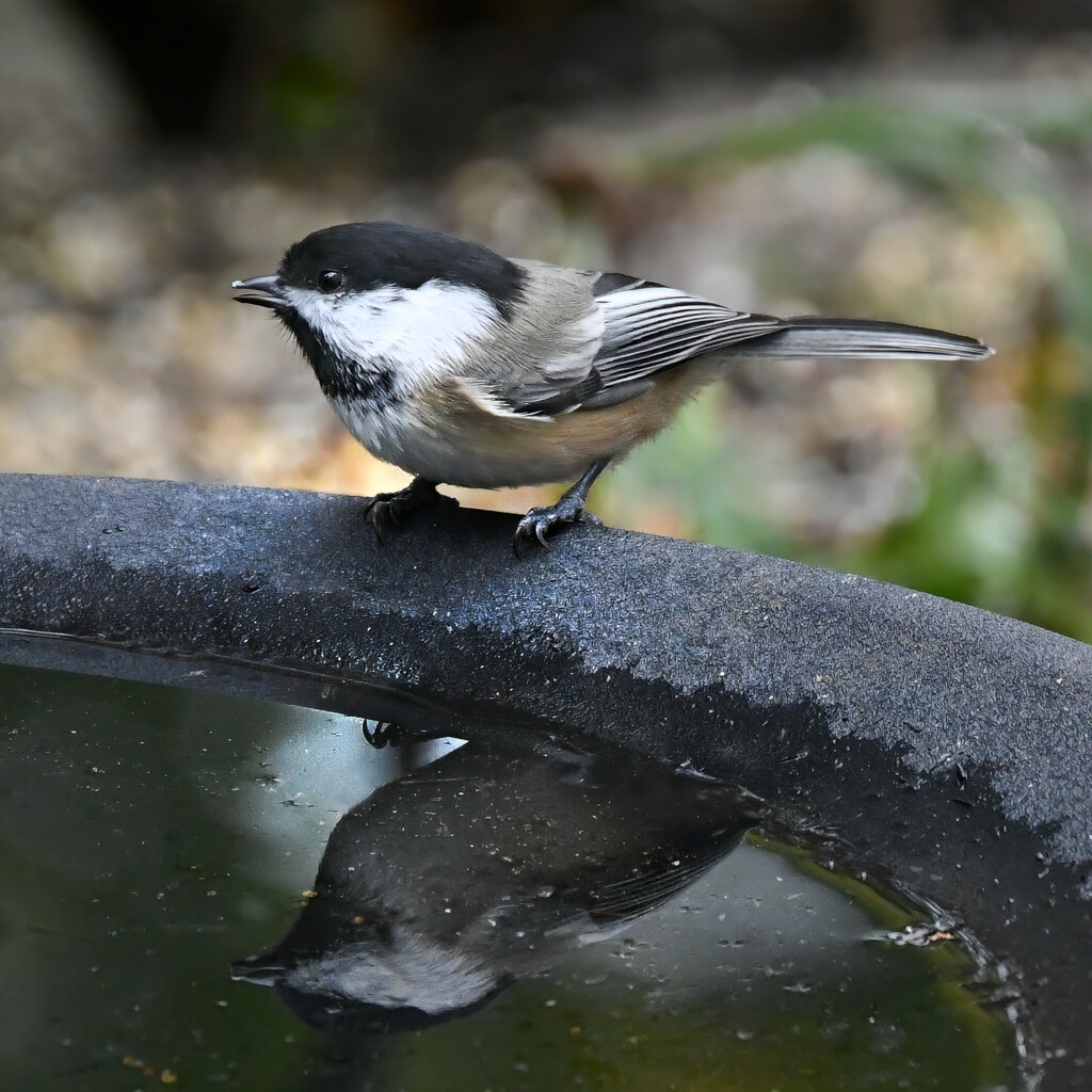 Black capped chickadee (I think!) by mwbc