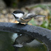 Black capped chickadee (I think!) by mwbc