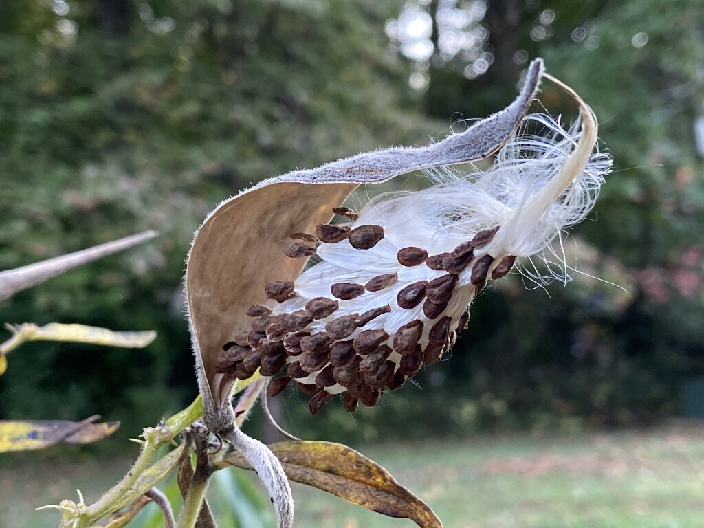 Milkweed seeds ready to float away on a breeze by tunia