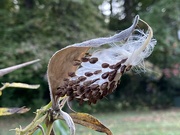 10th Oct 2021 - Milkweed seeds ready to float away on a breeze