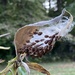 Milkweed seeds ready to float away on a breeze by tunia