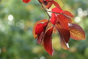 10th Oct 2021 - Cherry Plum in Autumn