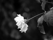10th Oct 2021 - Teardrops on a Rose