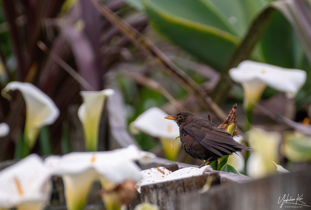 Fledgling blackbird by yorkshirekiwi