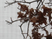 18th Jan 2011 - Ice on Leaves