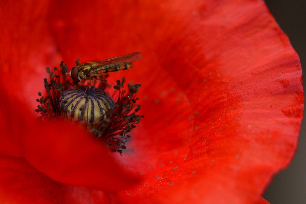 Red poppy and hoverfly....... by ziggy77