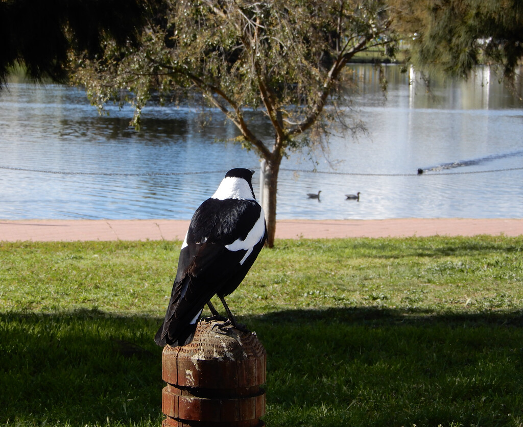 Magpie Taking a Moment by galactica