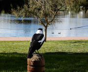 11th Oct 2021 - Magpie Taking a Moment