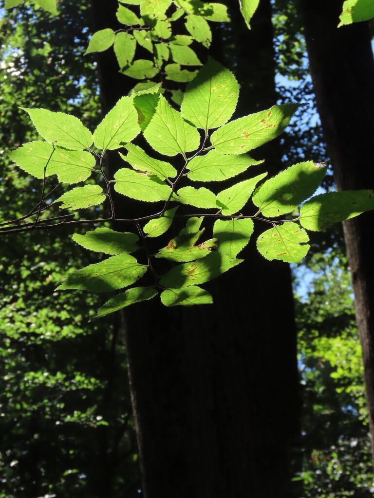 Light in the forest by kimhearn