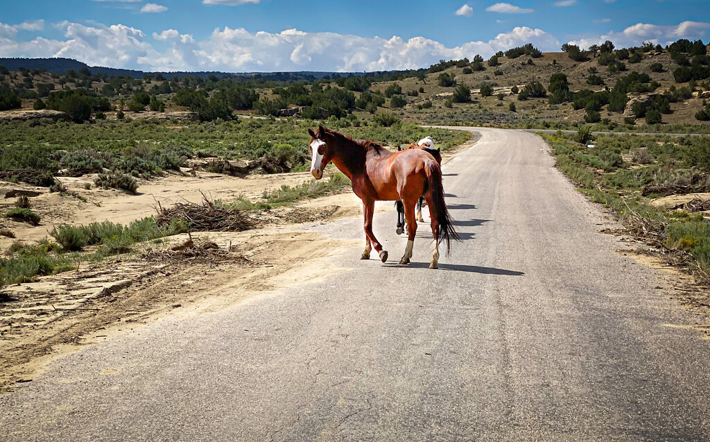 Horse road by jeffjones