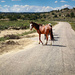 Horse road by jeffjones