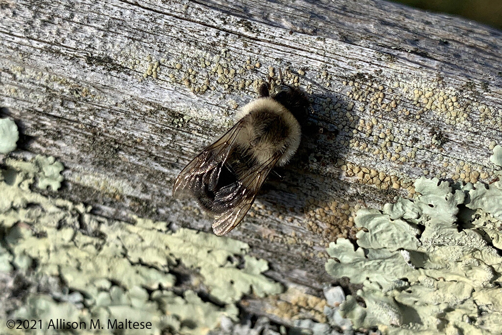 Sleepy Bumblebee by falcon11
